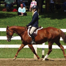Local 4-H equestrians compete at state level 